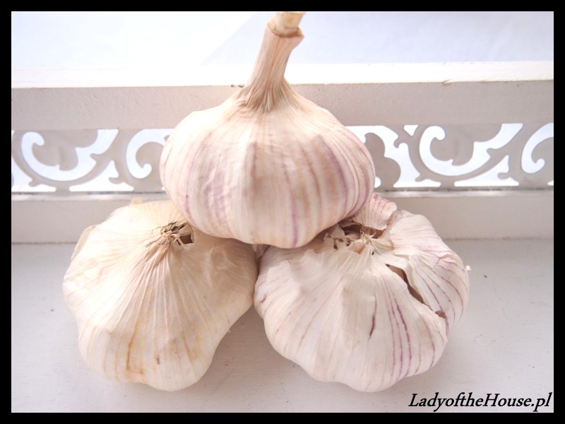 CZOSNEK NA ODPORNOŚĆ