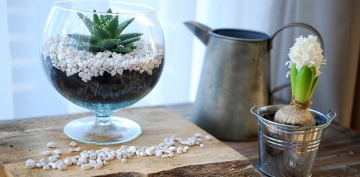 terrarium roslinne