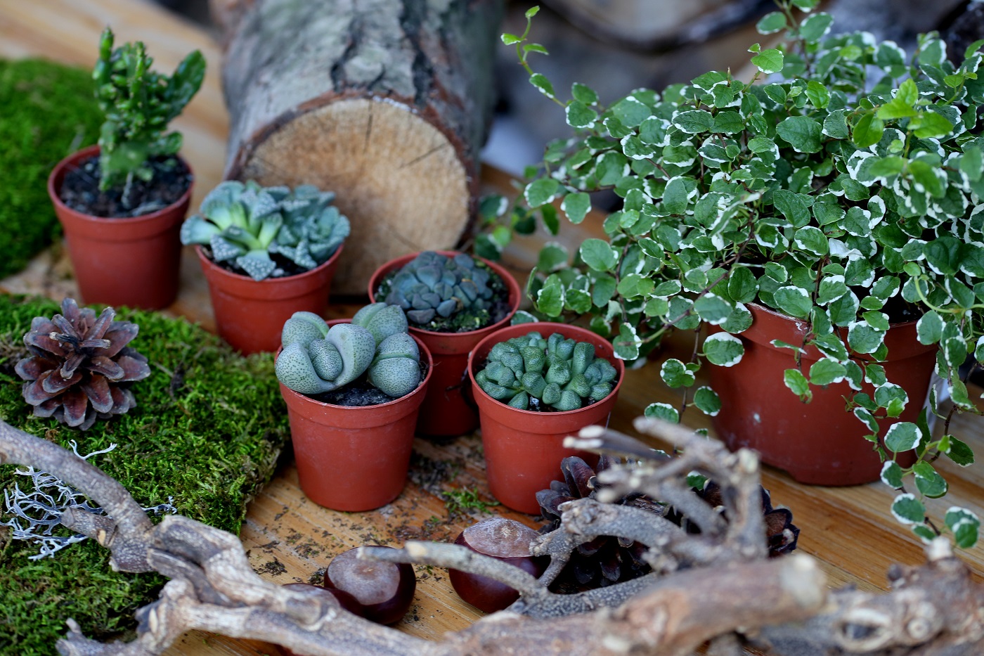 las-zamkniety-w-szkle-diy